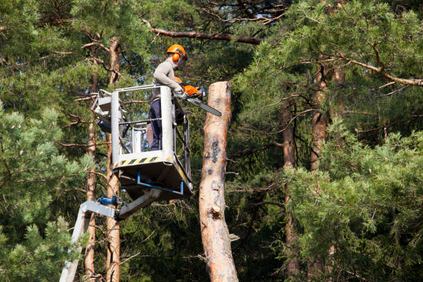 tree services blue mountains